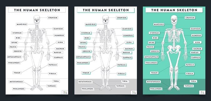 Human skeleton poster with annotations for the classroom