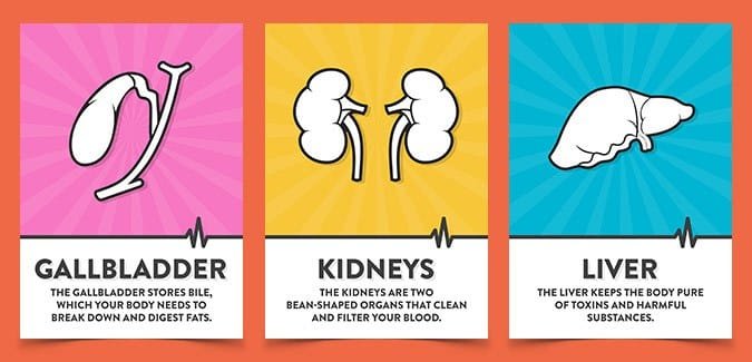 Colourful posters of internal organs for children