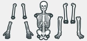 Skeleton with blank labels
