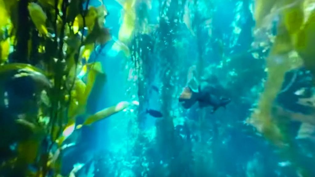 A still from 360 degree footage of a kelp forest